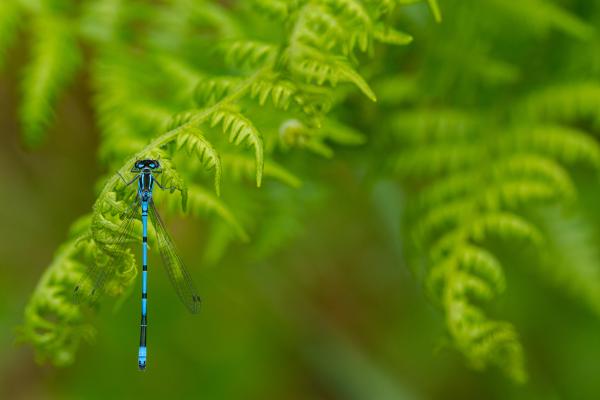 Azure Damselfly (Coenagrion puella). County Durham, United Kingdom. May 2022