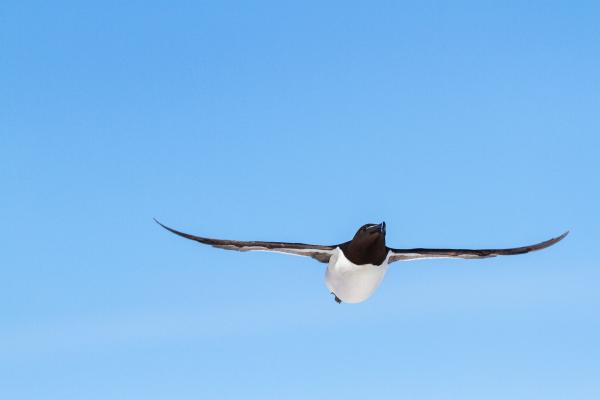 Razorbill (Alca torda). County Durham, United Kingdom. July 2022