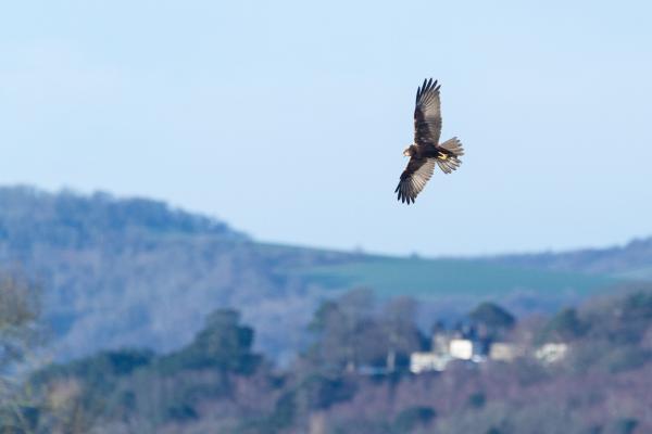 Marsh Harrier (Circus aeruginosus). West Sussex, United Kingdom. January 2023