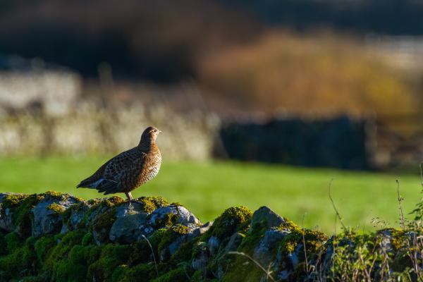 Black Grouse (Lyrurus tetrix). County Durham, United Kingdom. November 2023