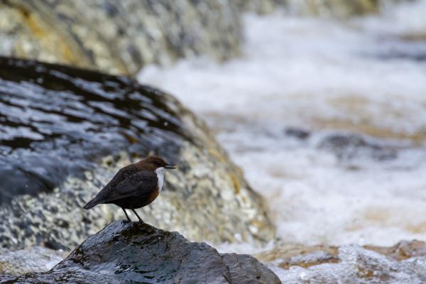 White-throated Dipper (Cinclus cinclus). County Durham, United Kingdom. March 2024