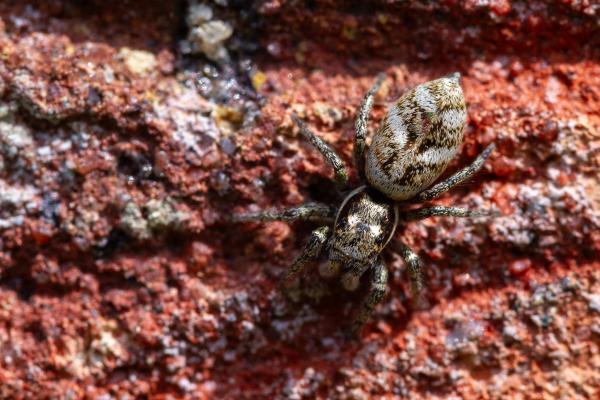 Jumping Spider (Salticus sp.). County Durham, United Kingdom. April 2024