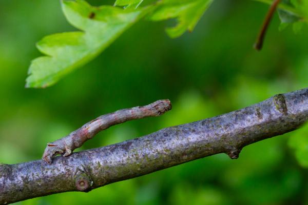 Scalloped Oak (Crocallis elinguaria). County Durham, United Kingdom. April 2024