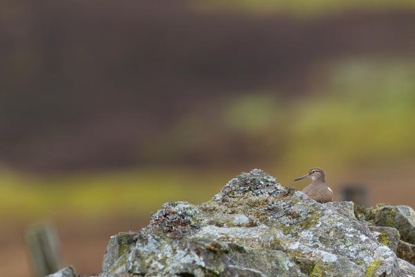 Common Sandpiper (Actitis hypoleucos). Cumbria, United Kingdom. May 2024