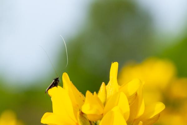 Green Longhorn (Adela reaumurella). County Durham, United Kingdom. May 2024