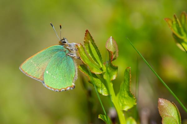 Green Hairstreak (Callophrys rubi). County Durham, United Kingdom. May 2024