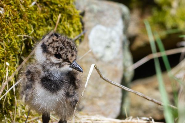 Northern Lapwing (Vanellus vanellus). County Durham, United Kingdom. May 2023