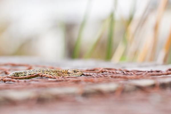Common Lizard (Zootoca vivipara). County Durham, United Kingdom. August 2023