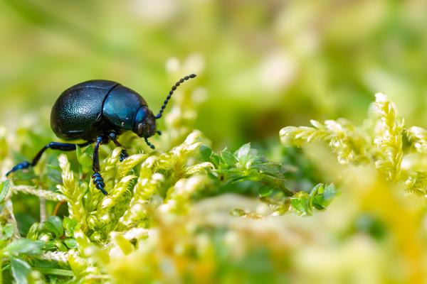 Small Bloody-nosed Beetle (Timarcha goettingensis). Surrey, United Kingdom. March 2024
