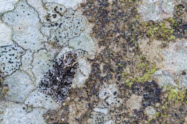 Knot Grass (Acronicta rumicis). County Durham, United Kingdom. June 2024