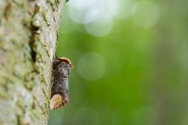 Buff-tip (Phalera bucephala). County Durham, United Kingdom. July 2024