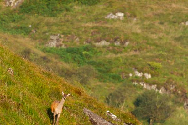 Red Deer (Cervus elaphus). Argyll and Bute, United Kingdom. August 2024