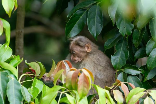 Indian Rhesus Macaque (Macaca mulatta mulatta). Idukki, India. March 2025