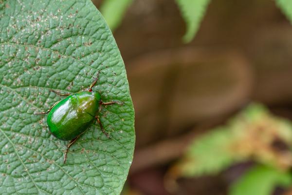 Chafer (Anomala sp.). Idukki, India. March 2025