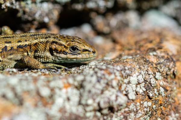 Common Lizard (Zootoca vivipara). County Durham, United Kingdom. June 2025