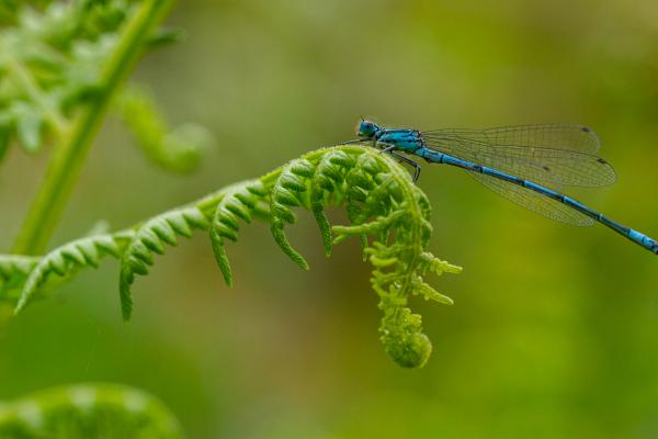 Azure Damselfly (Coenagrion puella). County Durham, United Kingdom. May 2022