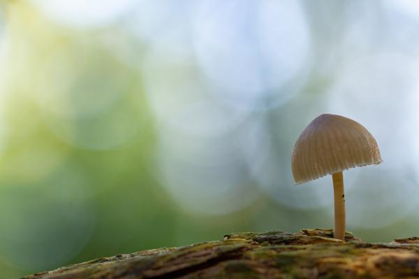 Fungus sp. (Fungi sp.). County Durham, United Kingdom. October 2022