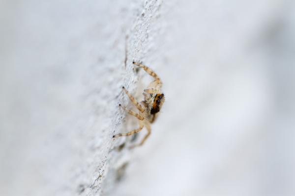 Gray Wall Jumping Spider (Menemerus bivittatus). Kottayam District, India. February 2025