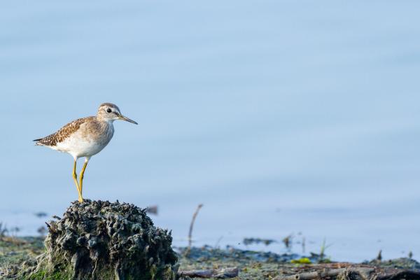 Wood Sandpiper (Tringa glareola). Alappuzha, India. March 2025