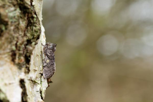 Yellow Horned (Achlya flavicornis). County Durham, United Kingdom. March 2025