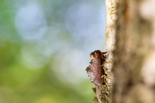 Scarce Prominent (Odontosia carmelita). County Durham, United Kingdom. April 2025