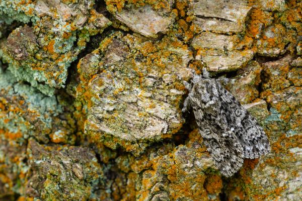 Knot Grass (Acronicta rumicis). County Durham, United Kingdom. May 2025