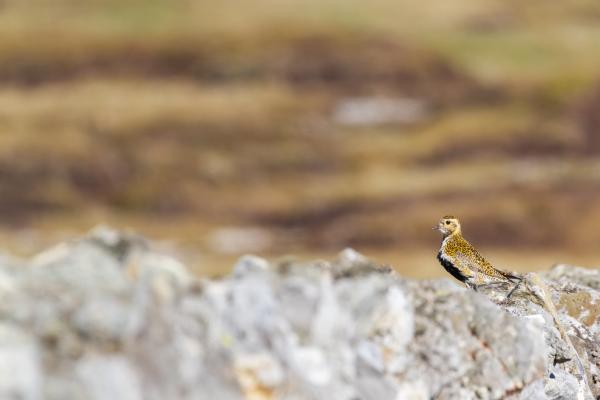 European Golden Plover (Pluvialis apricaria). County Durham, United Kingdom. May 2025