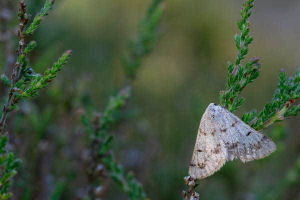Grey Scalloped-bar (Dyscia fagaria). County Durham, United Kingdom. June 2025