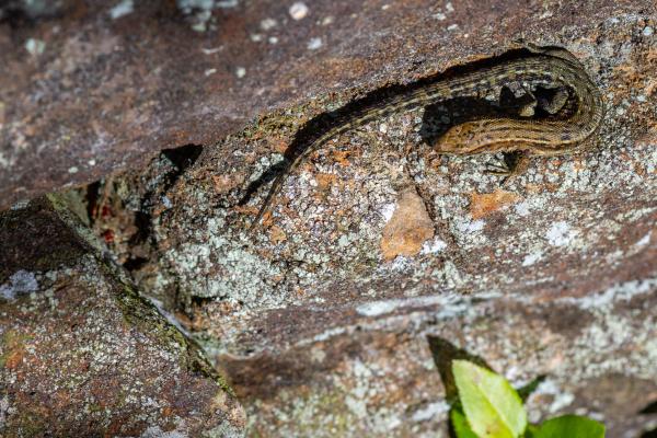 Common Lizard (Zootoca vivipara). County Durham, United Kingdom. June 2025