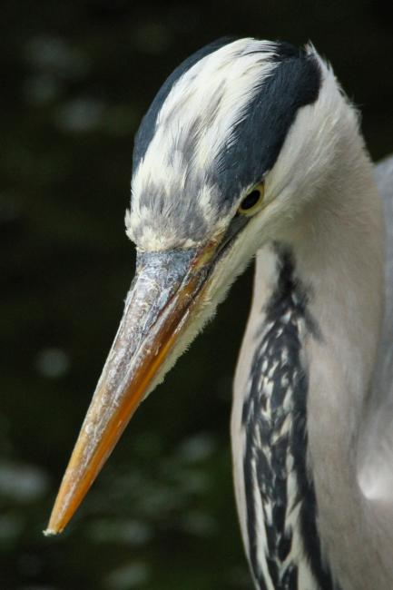 Grey Heron (Ardea cinerea). Oxfordshire, United Kingdom. May 2015