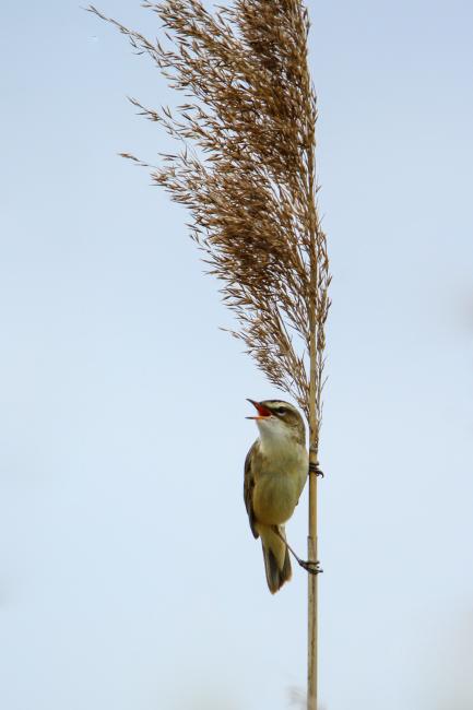 Sedge Warbler (Acrocephalus schoenobaenus). Oxfordshire, United Kingdom. May 2015