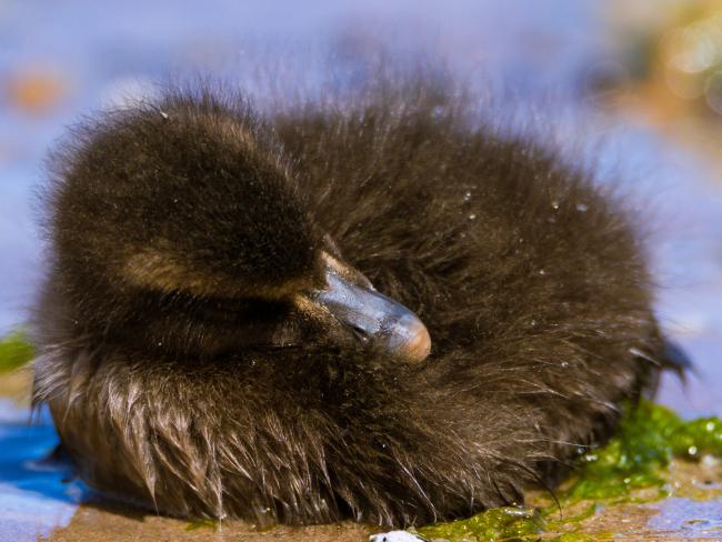 Common Eider (Somateria mollissima). Northumberland, United Kingdom. June 2015