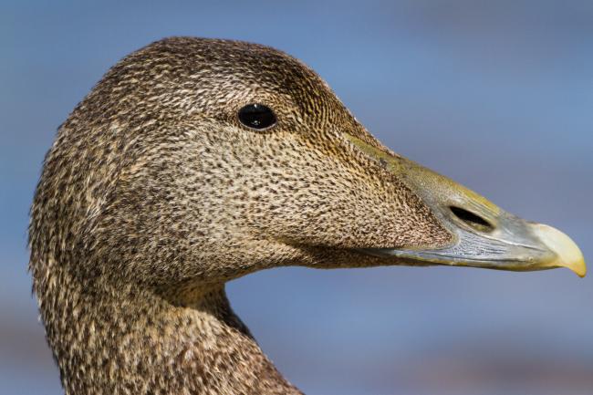 Common Eider (Somateria mollissima). Northumberland, United Kingdom. June 2015