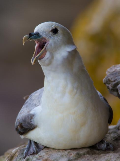 Northern Fulmar (Fulmarus glacialis). Northumberland, United Kingdom. June 2015