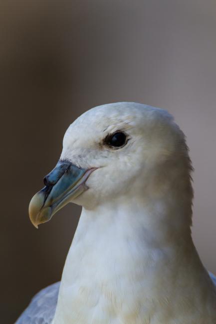 Northern Fulmar (Fulmarus glacialis). Northumberland, United Kingdom. June 2015