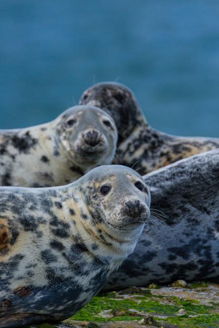 Grey Seal (Halichoerus grypus). Northumberland, United Kingdom. June 2015