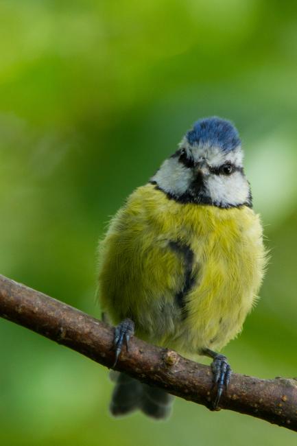 Eurasian Blue Tit (Cyanistes caeruleus). County Durham, United Kingdom. August 2015