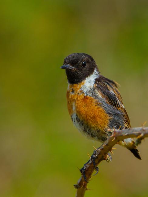 European Stonechat (Saxicola rubicola). Dorset, United Kingdom. August 2015