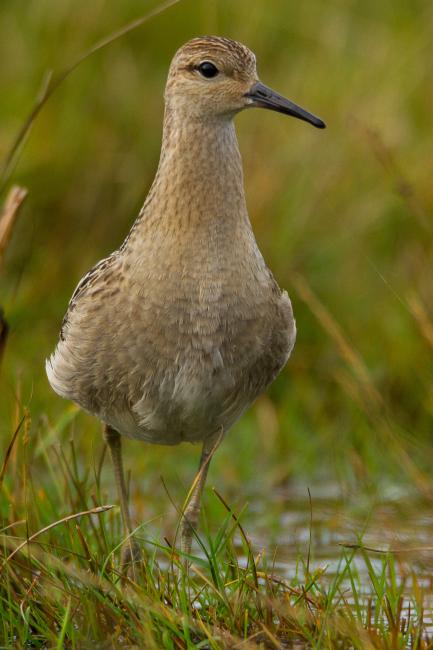 Ruff (Calidris pugnax). Dorset, United Kingdom. August 2015