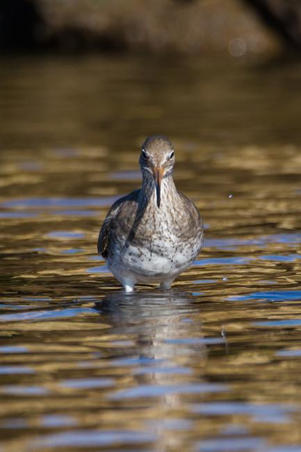 Common Redshank (Tringa totanus). County Durham, United Kingdom. October 2015