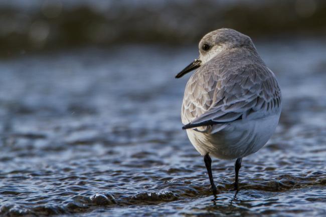 Sanderling (Calidris alba). Oxfordshire, United Kingdom. January 2016