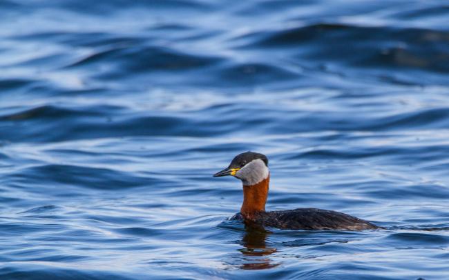 Red-necked Grebe (Podiceps grisegena). Oxfordshire, United Kingdom. March 2016