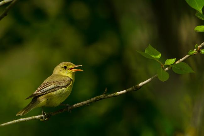 Icterine Warbler (Hippolais icterina). , Latvia. July 2016