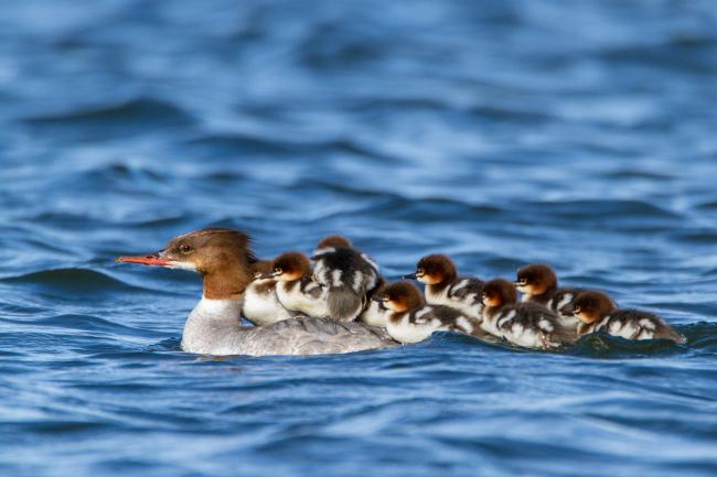 Goosander (Mergus merganser). Harju, Estonia. July 2016