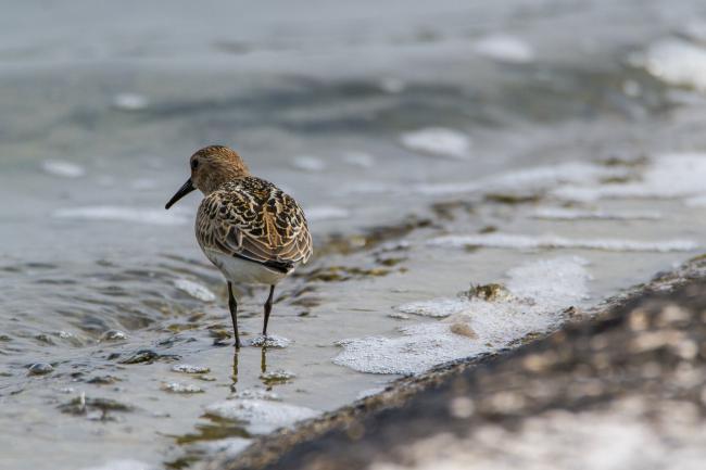 Dunlin (Calidris alpina). Oxfordshire, United Kingdom. August 2016