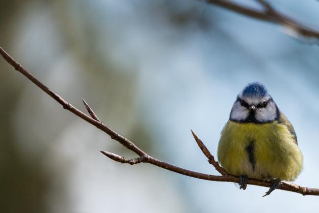 Eurasian Blue Tit (Cyanistes caeruleus). County Durham, United Kingdom. February 2017