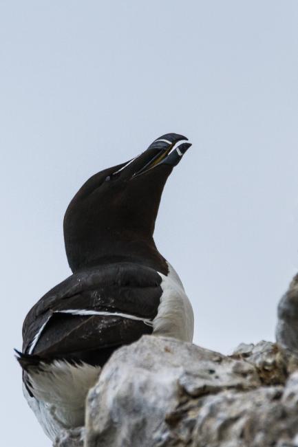 Razorbill (Alca torda). County Durham, United Kingdom. May 2017