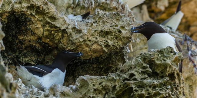 Razorbill (Alca torda). County Durham, United Kingdom. June 2017