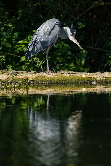 Grey Heron (Ardea cinerea). Oxfordshire, United Kingdom. July 2017