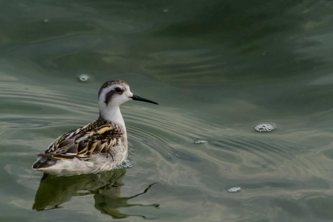 Red-necked Phalarope (Phalaropus lobatus). Oxfordshire, United Kingdom. September 2017